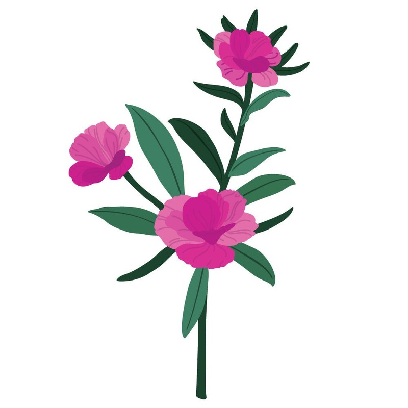 Lovely Layers: Dianthus – Honey Cuts