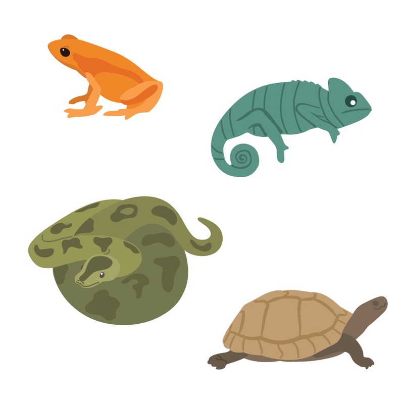 Lovely Layers: Curious Critters – Honey Cuts