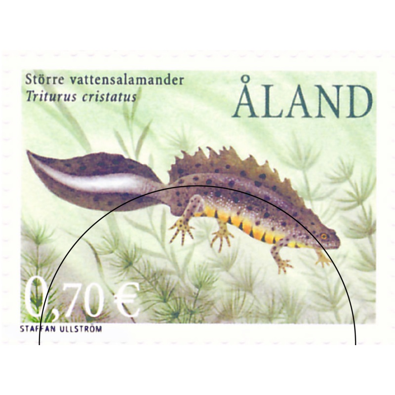 Strre vattensalamander -stmplat