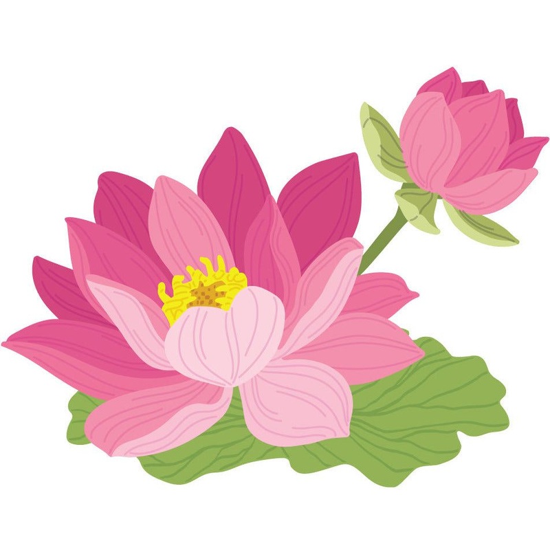 Lovely Layers: Water Lily – Honey Cuts