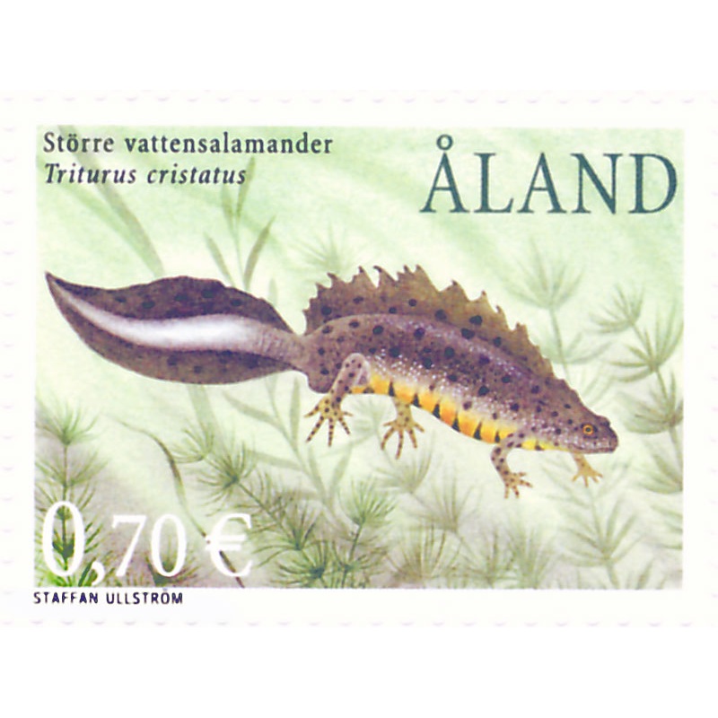Strre vattensalamander – ostmplat