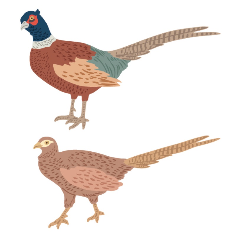 Lovely Layers: Pheasant – Honey Cuts